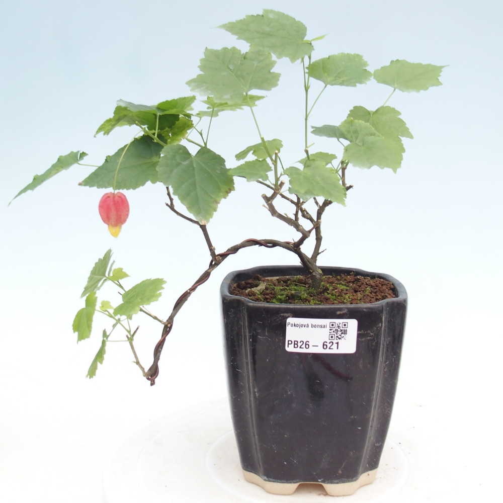 Zimmerbonsai - Abutilon Big Bell - Moltebeere