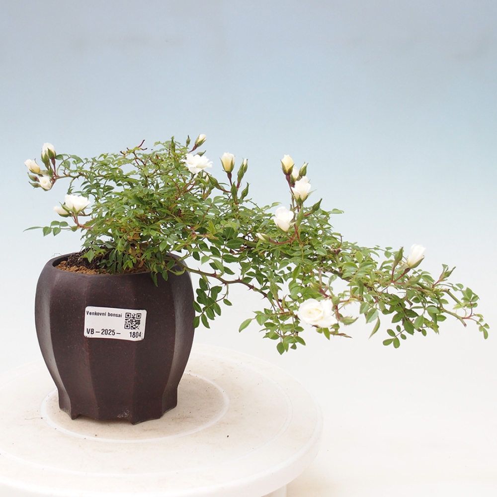 Bonsai für draußen - Rosa Sea Foam - Rose