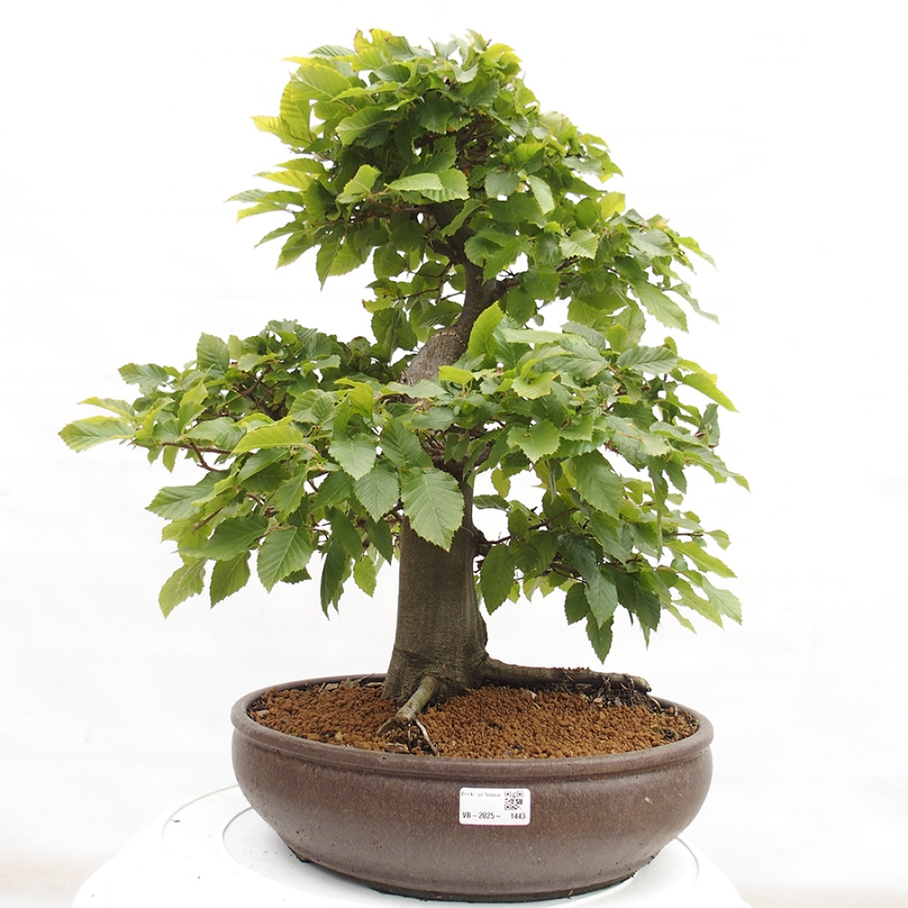 Bonsai für draußen - Hainbuche - Carpinus betulus