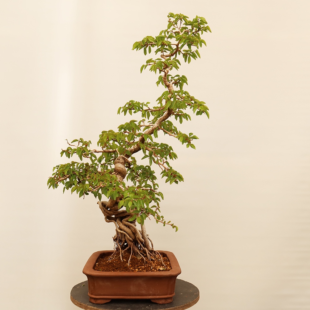 Bonsai für draußen - Karpinus Coreana - Koreanische Hainbuche
