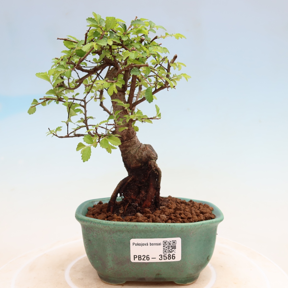 Zimmerbonsai - Ulmus parvifolia - Kleinblättrige Ulme