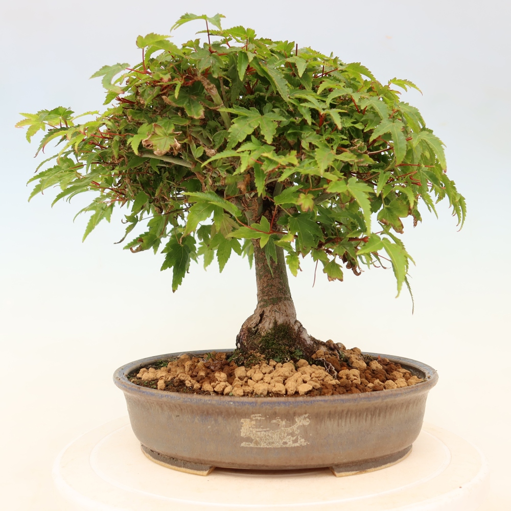 Acer palmatum KIOHIME - Palmetto-Ahorn