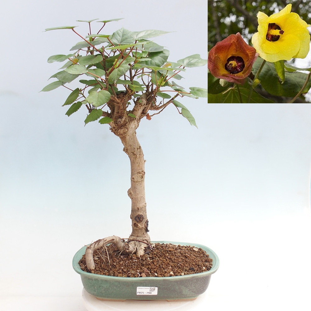 Zimmerbonsai - Hibiscus tiliaceus - Meeres-Hibiskus