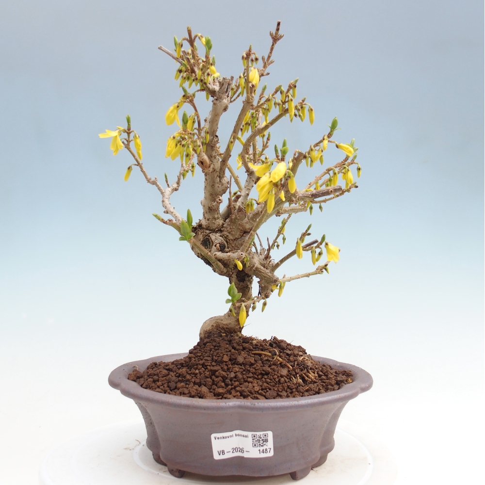 Bonsai für draußen - Zlatice - Forsythia koreana