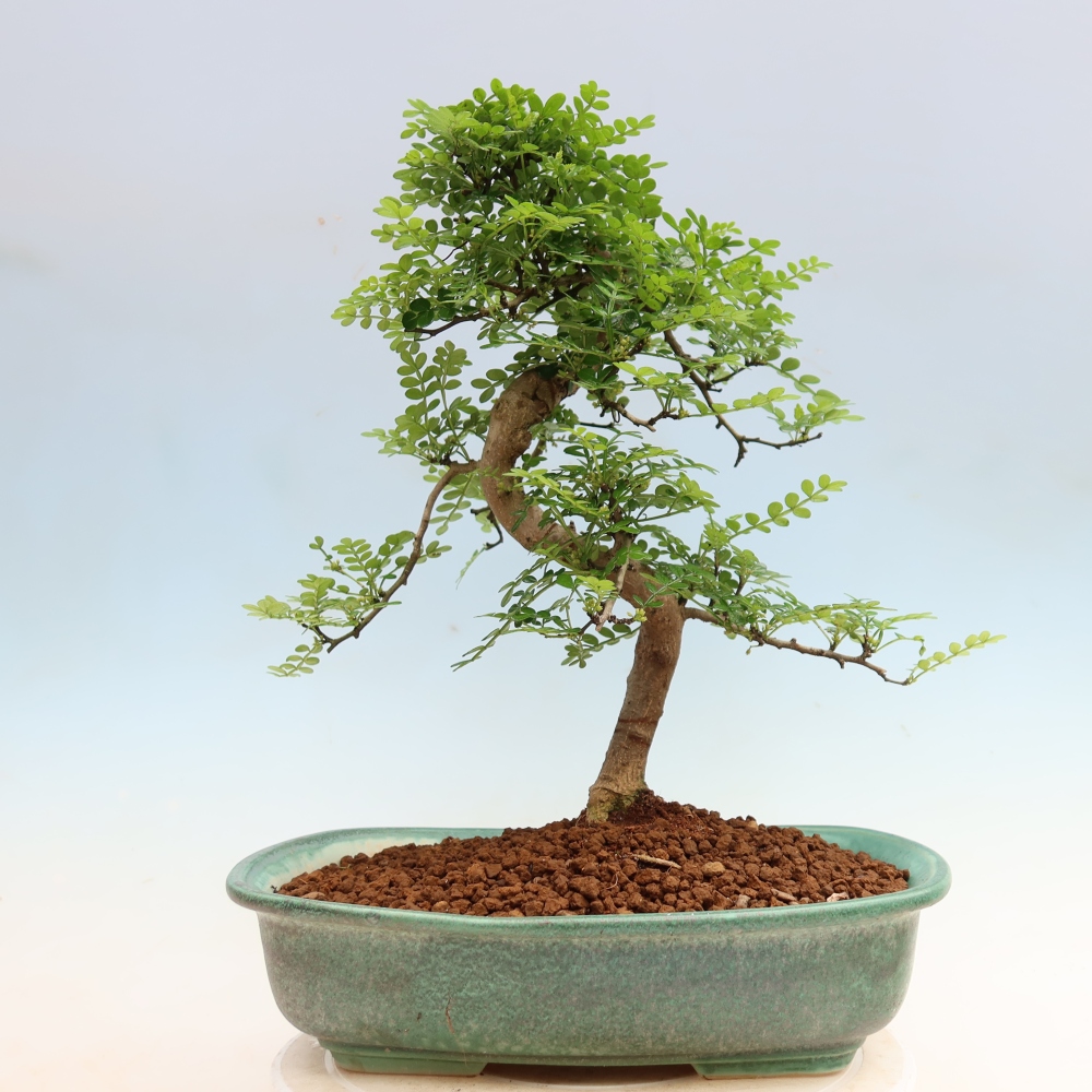 Zimmer Bonsai - Zantoxylum piperitum - Pfefferbaum