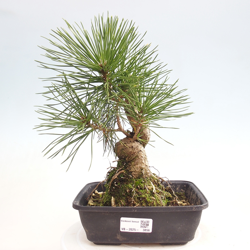 Bonsai für draußen - Pinus thunbergii - Thunberg-Kiefer