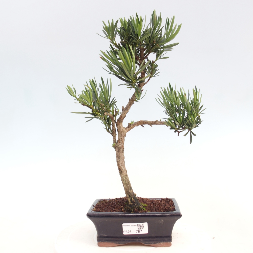 Zimmerbonsai - Podocarpus - Stein-Eibe