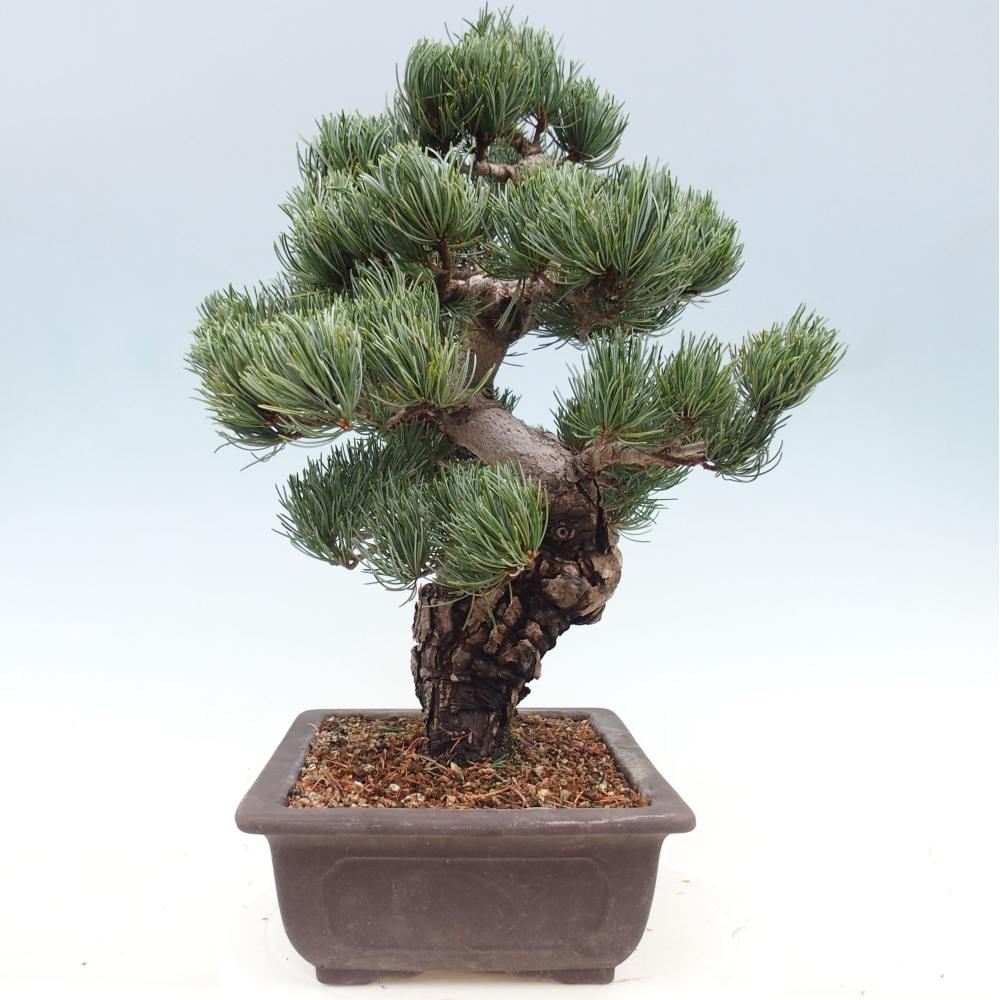 Bonsai für draußen - Pinus parviflora - Pinus parviflora
