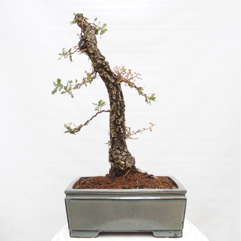 Yamadori - Quercus Ilex - Eichenstechpalme