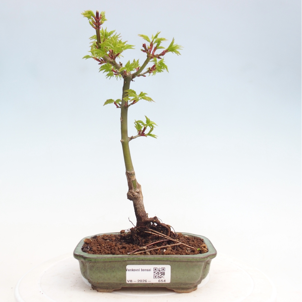 Bonsai für draußen -Javor kleinblättrige SHISHIGASHIRA