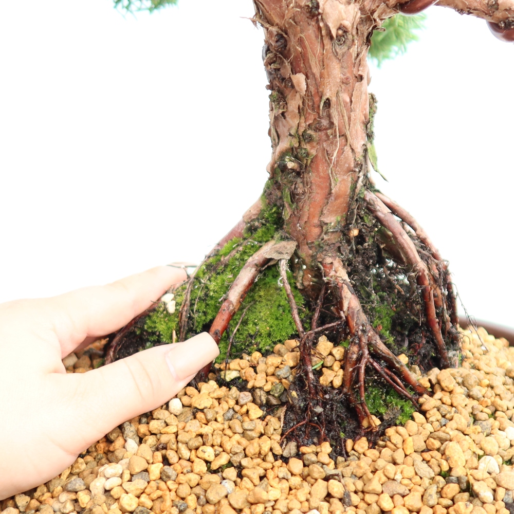 Bonsai für draußen - Juniperus chinensis Kishu