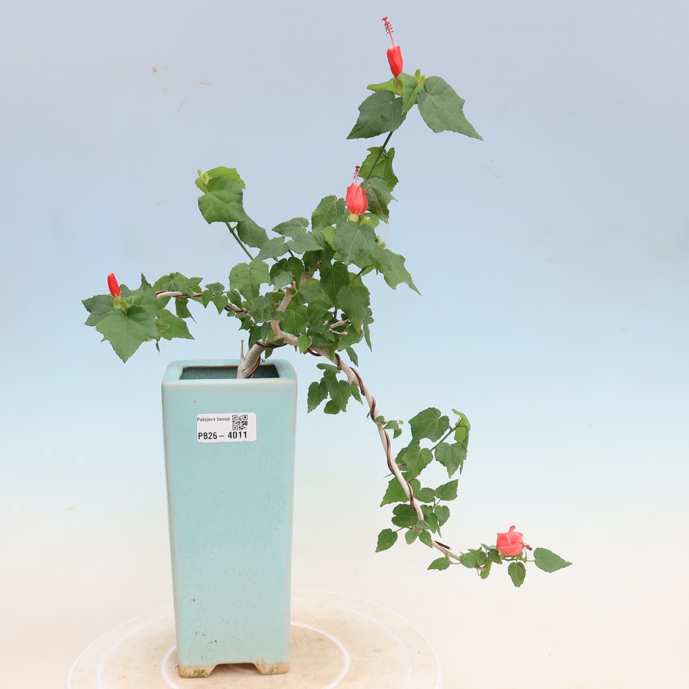 Zimmerbonsai - Malvaviscus arboreus