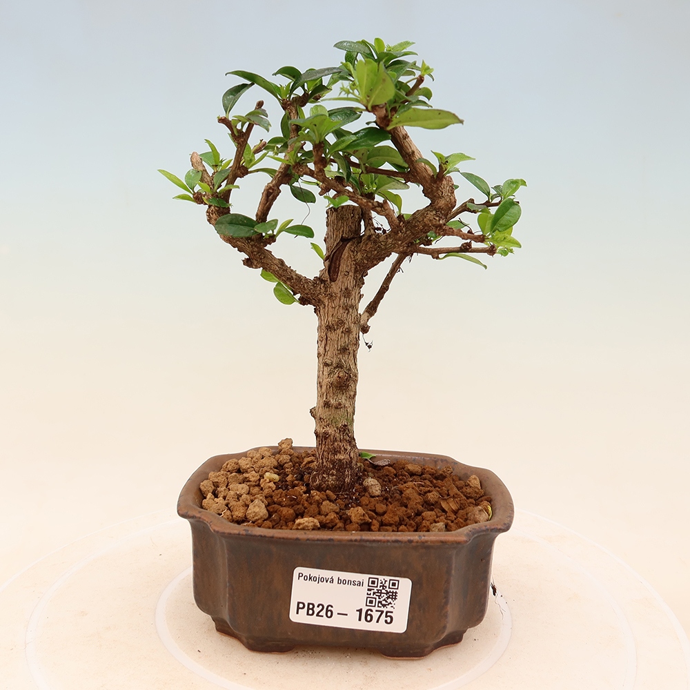Zimmer-Bonsai - Carmona macrophylla - Tee-Fuki
