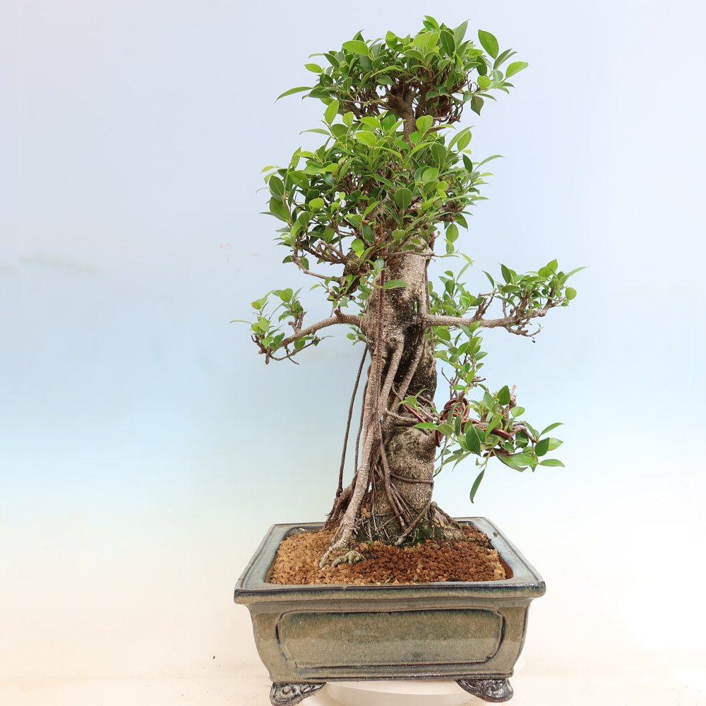 Zimmerbonsai - Ficus kimmen - Kleinblättriger Ficus