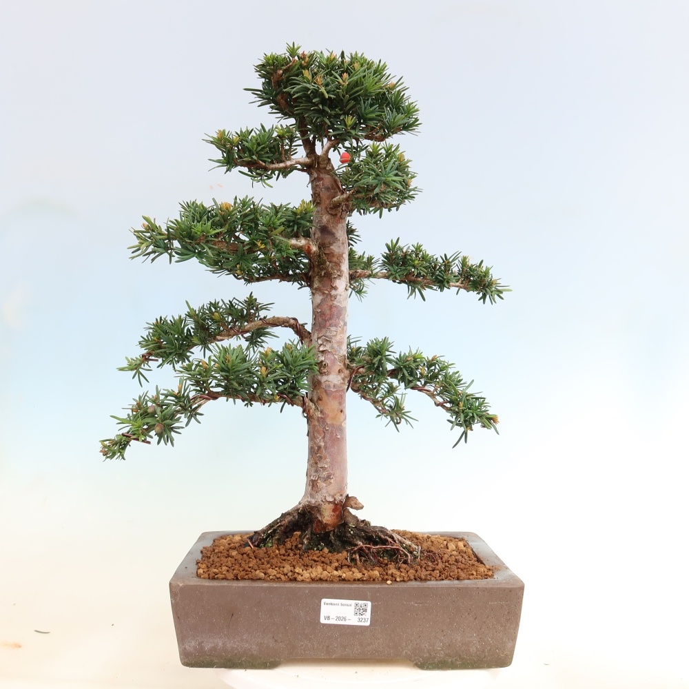 Bonsai für draußen - Taxus cuspidata - Japanische Eibe
