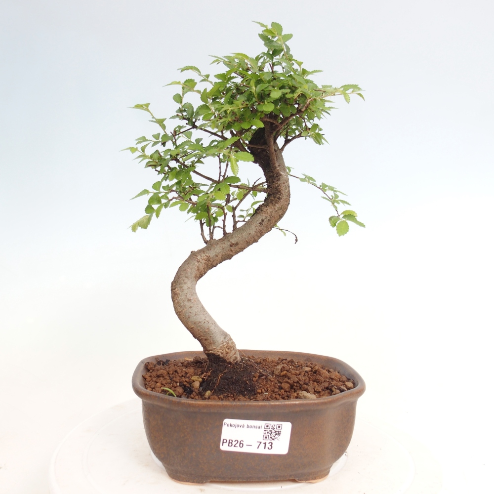 Zimmerbonsai - Ulmus parvifolia - Kleinblättrige Ulme
