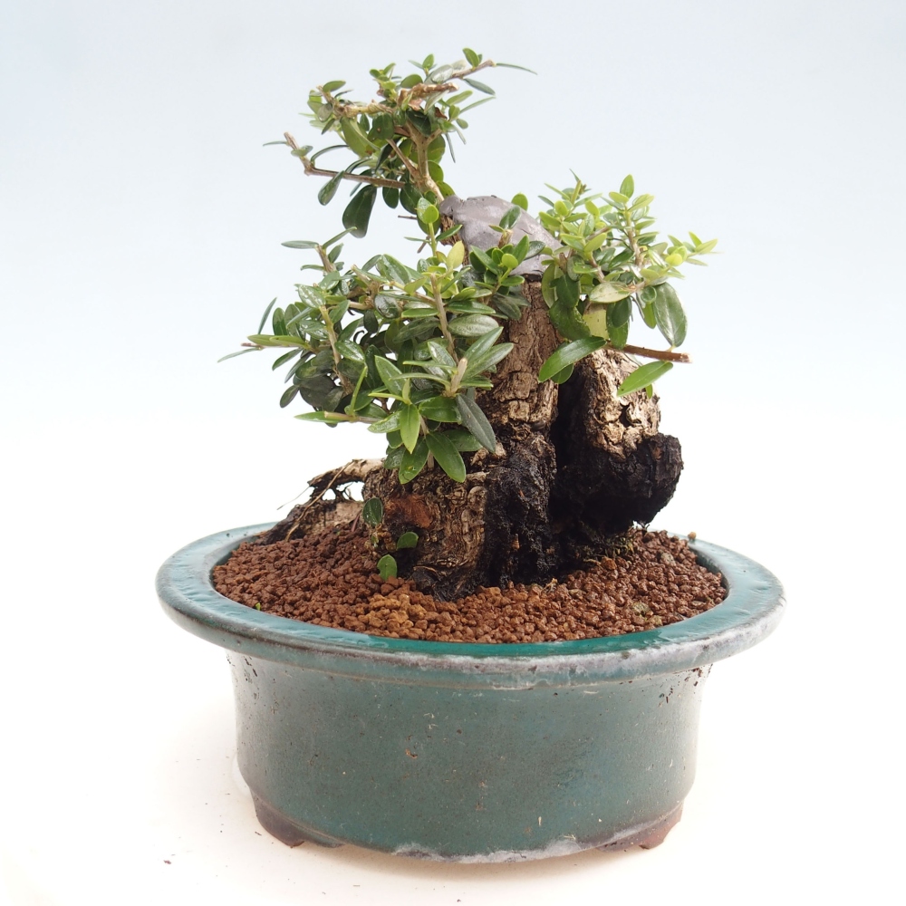 Zimmerbonsai - Olea europaea sylvestris