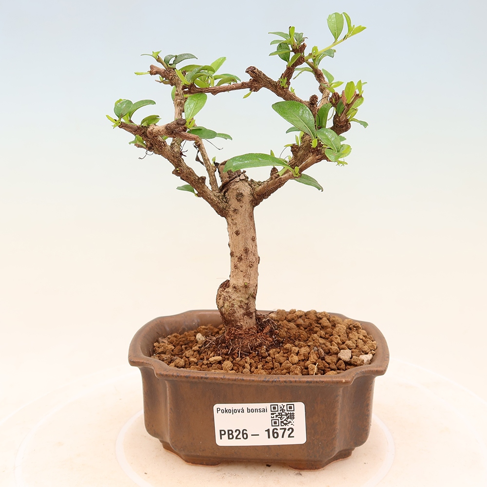 Zimmer-Bonsai - Carmona macrophylla - Tee-Fuki