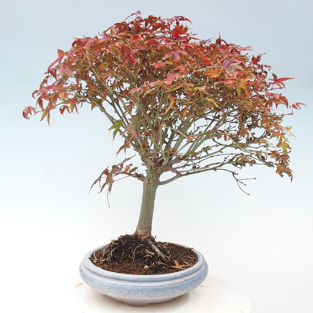 Acer palmatum KIOHIME - Palmetto-Ahorn
