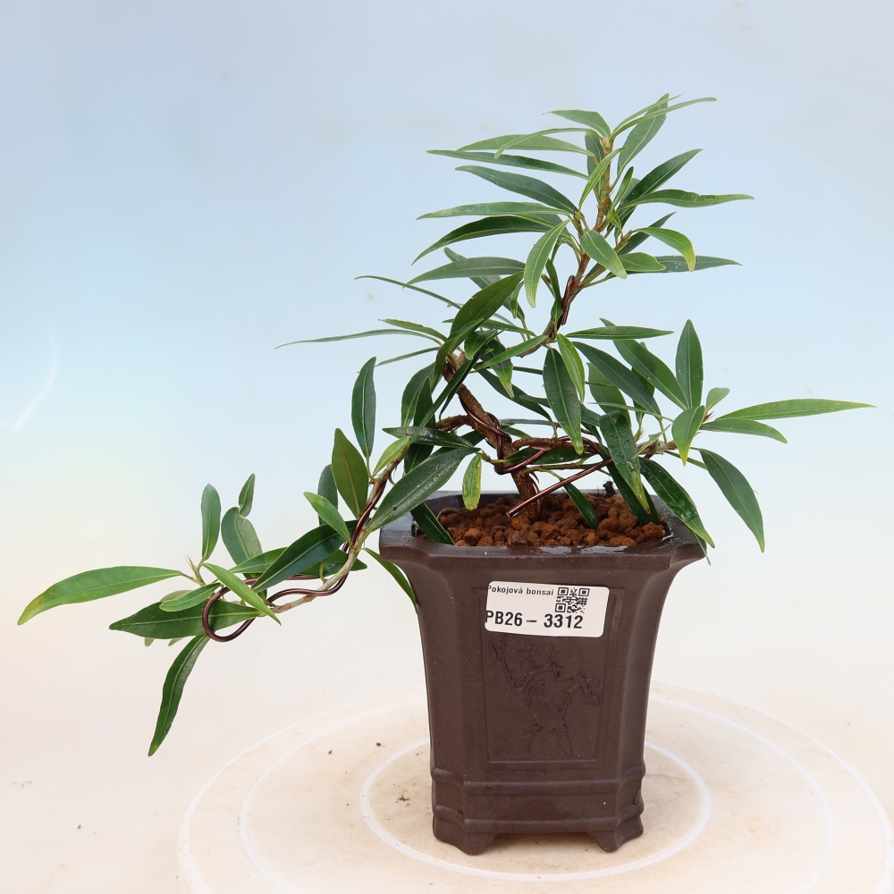 Zimmerbonsai - Ficus nerifolia - Kleinblättriger Ficus