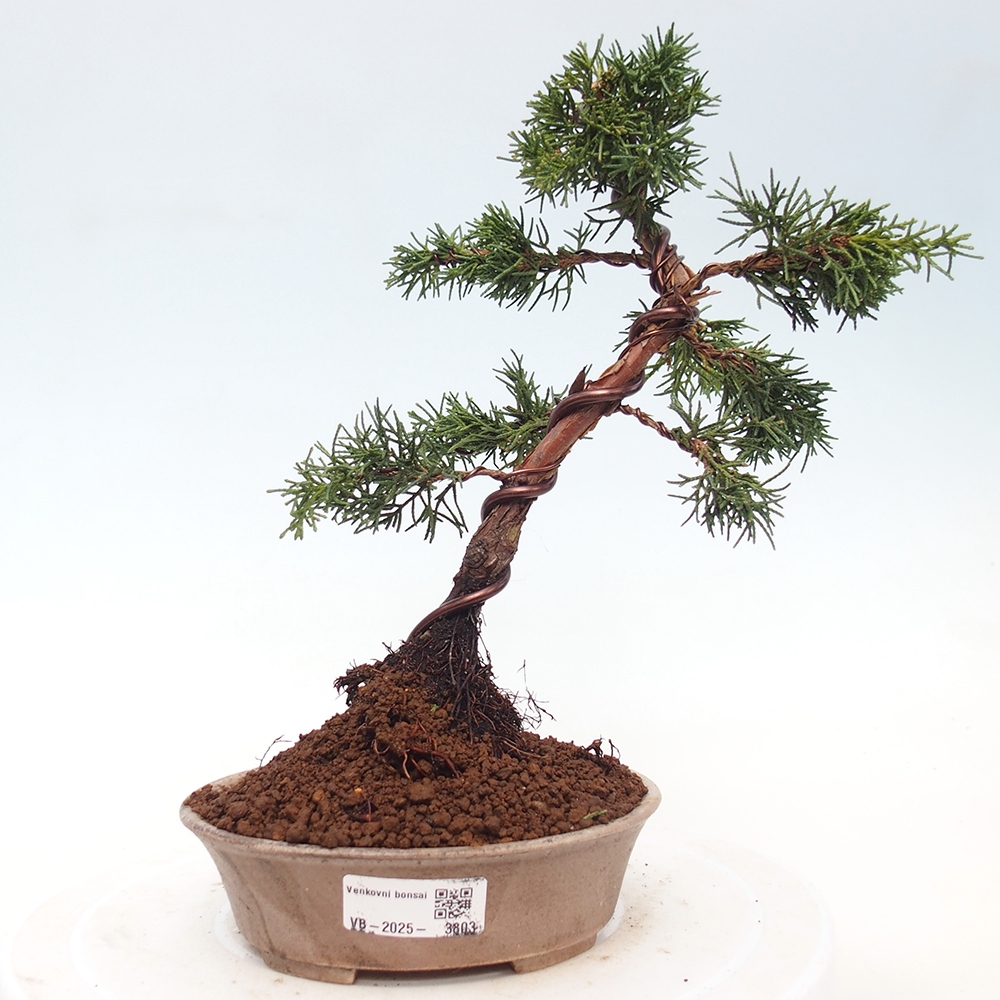 Bonsai für draußen - Juniperus chinensis Kishu