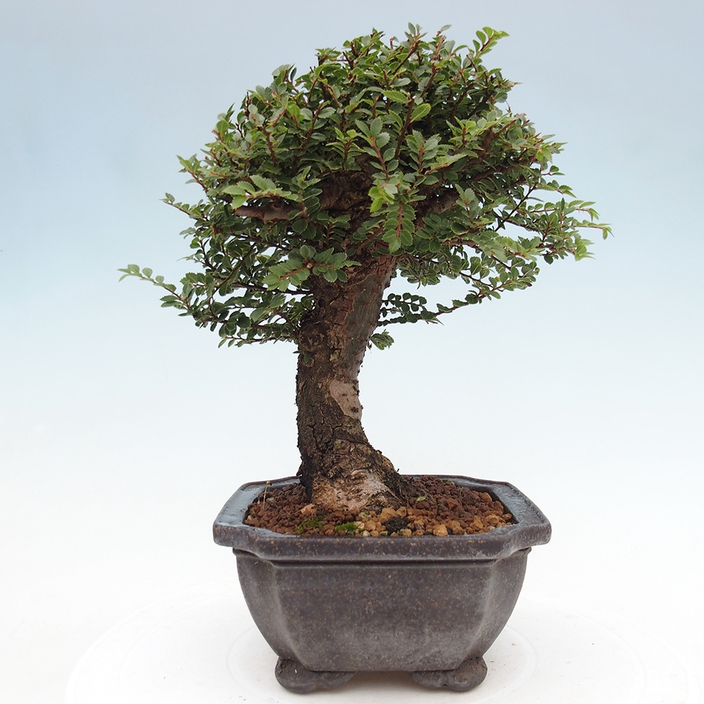 Bonsai für draußen - Ulmus parvifolia Hokkaido - Chinesische Ulme