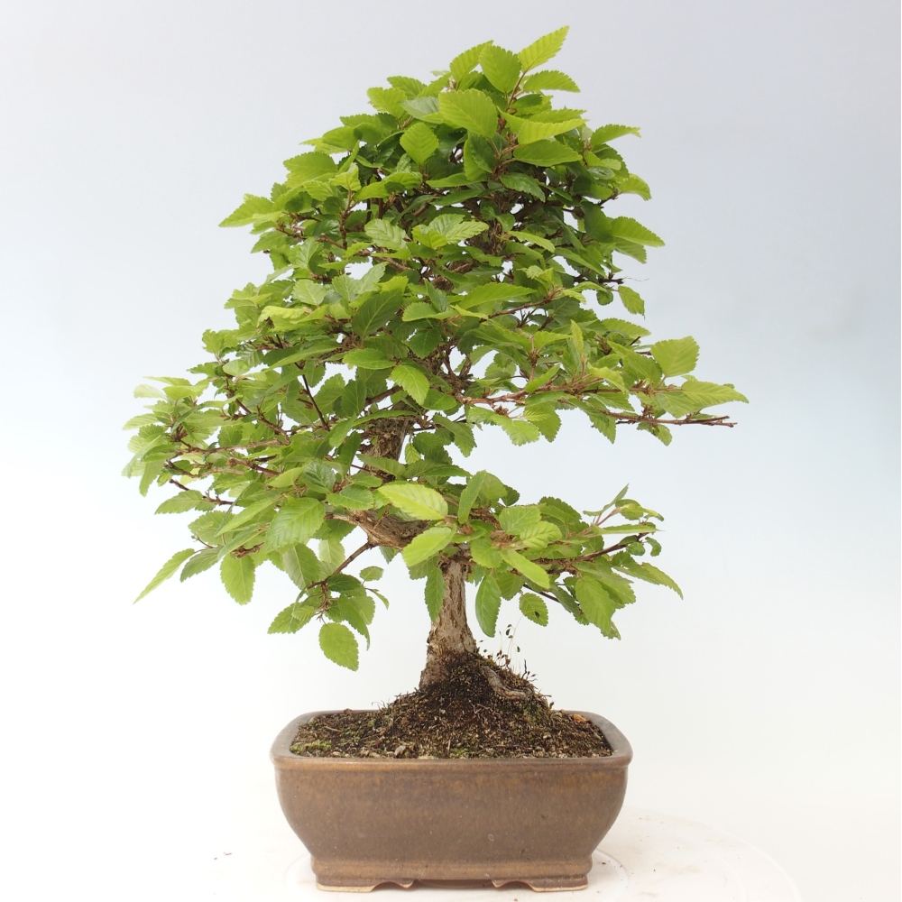 Bonsai für draußen -Carpinus CARPINOIDES - Koreanische Hainbuche