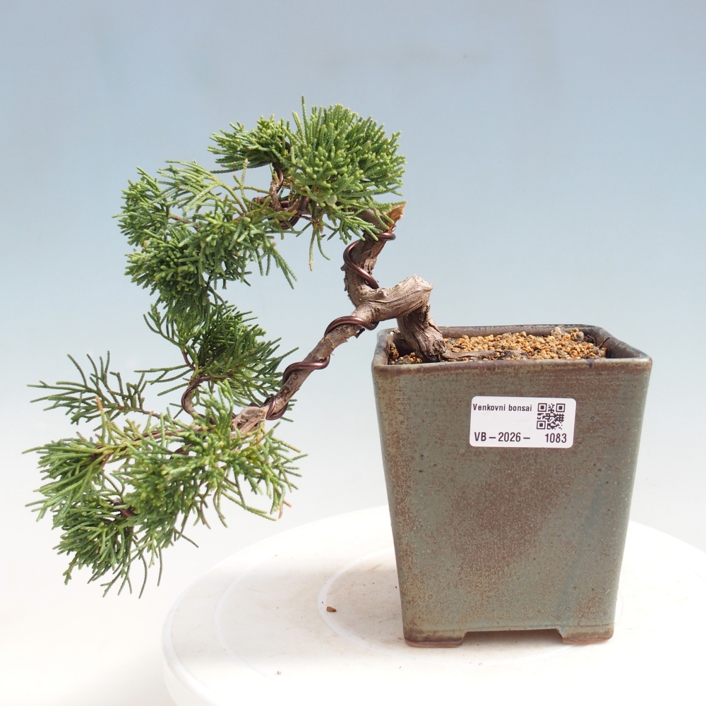 Bonsai für draußen - Juniperus chinensis Kishu