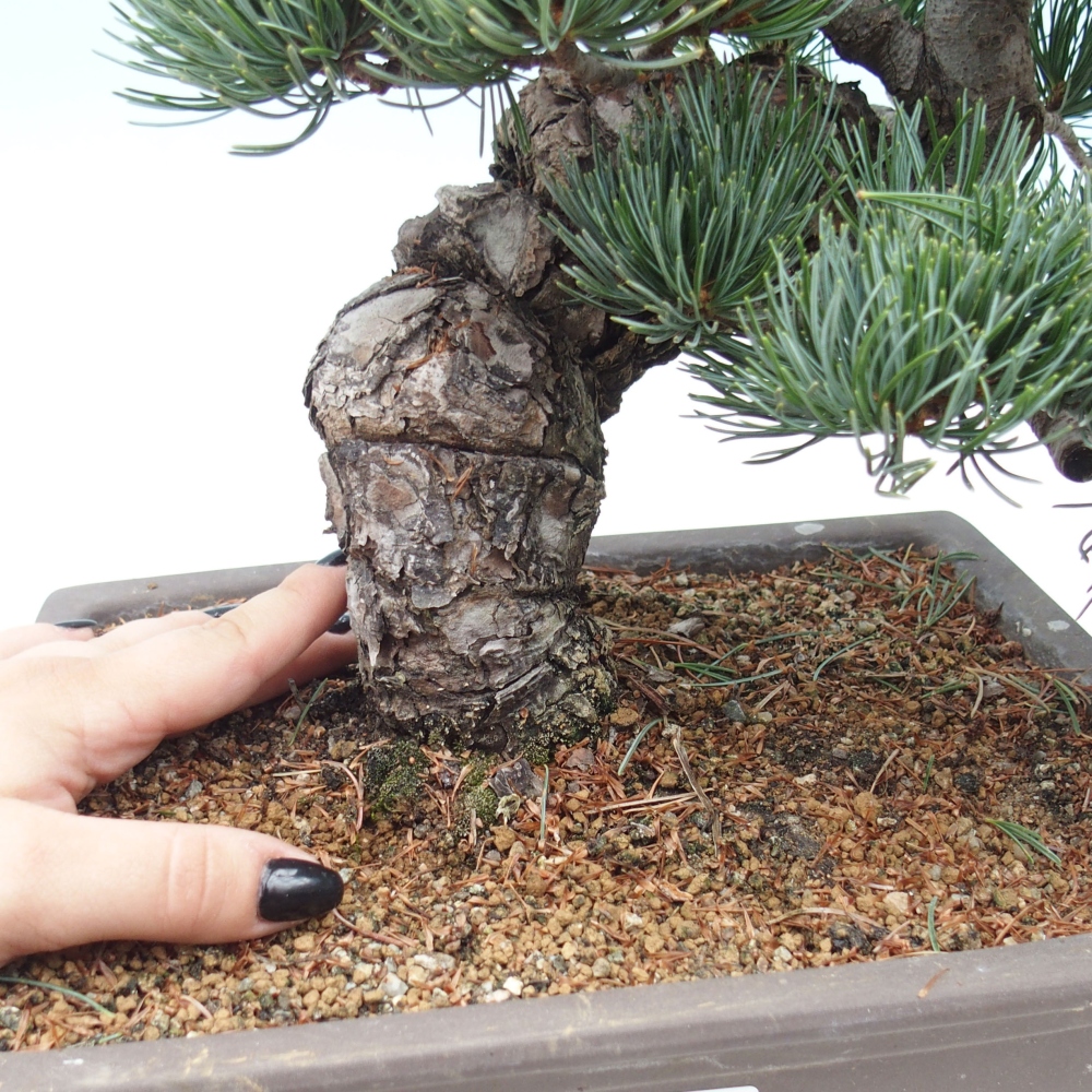 Bonsai für draußen - Pinus parviflora - Pinus parviflora