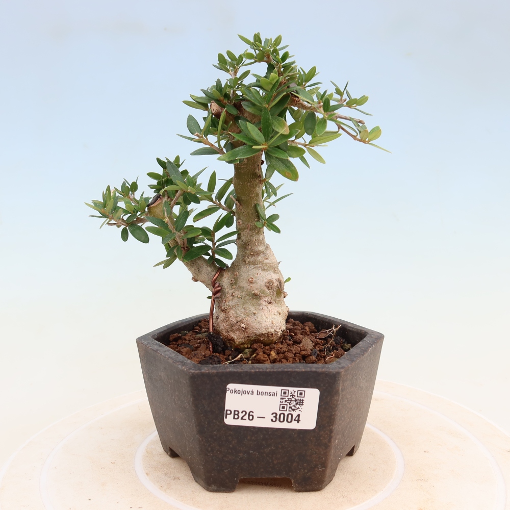 Zimmerbonsai - Olea europaea sylvestris