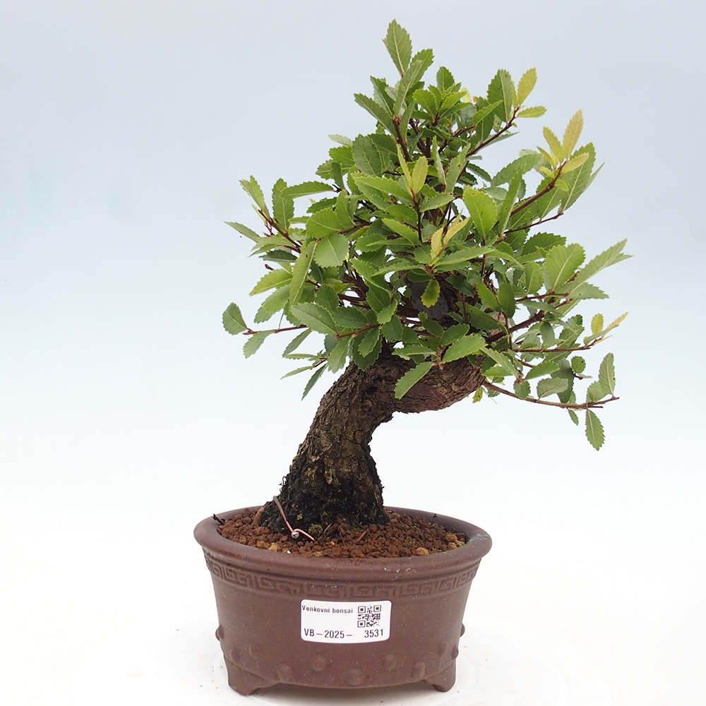 Bonsai für draußen - Zelkova - Zelkova NIRE