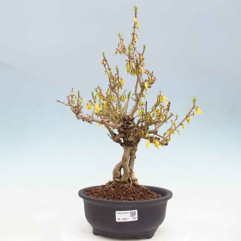 Bonsai für draußen - Zlatice - Forsythia koreana