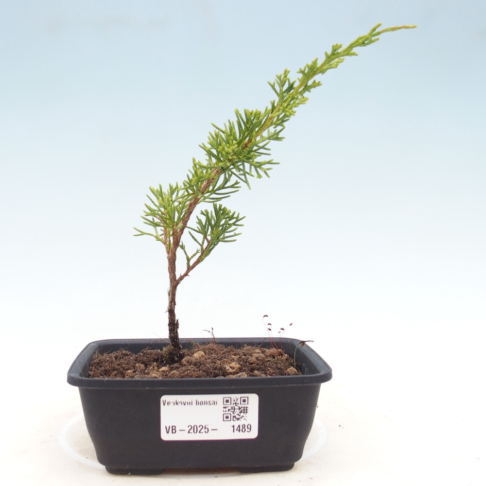 Bonsai für draußen - Juniperus chinensis Itoigawa