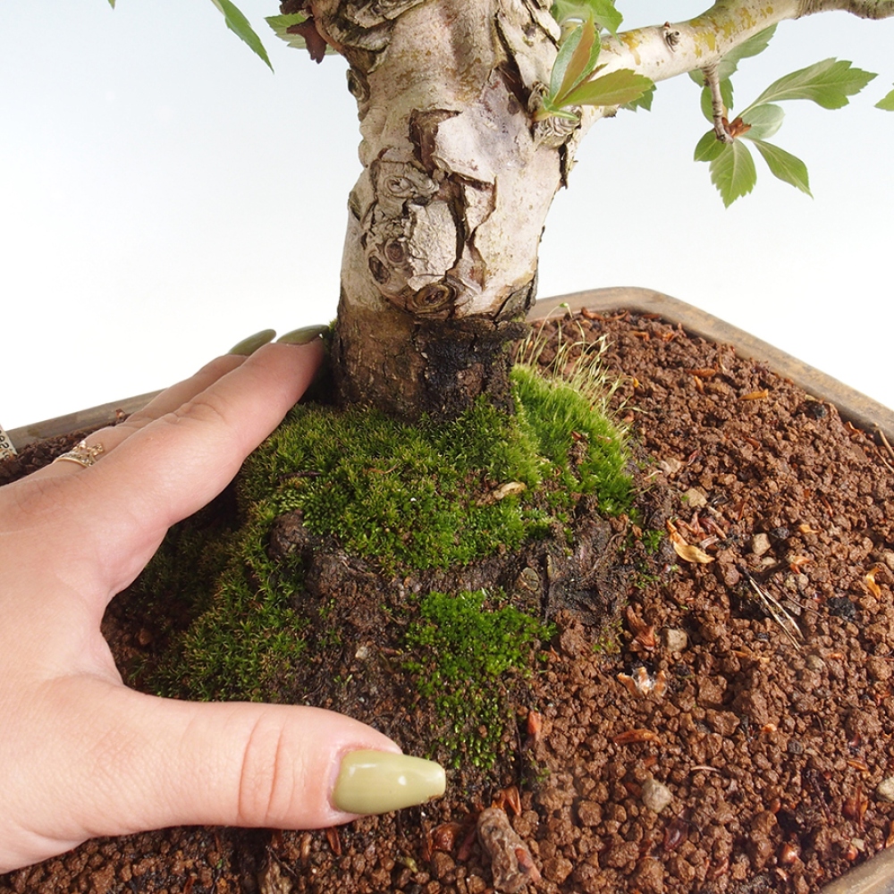 Bonsai für draußen - Weißdorn - Crataegus cuneata