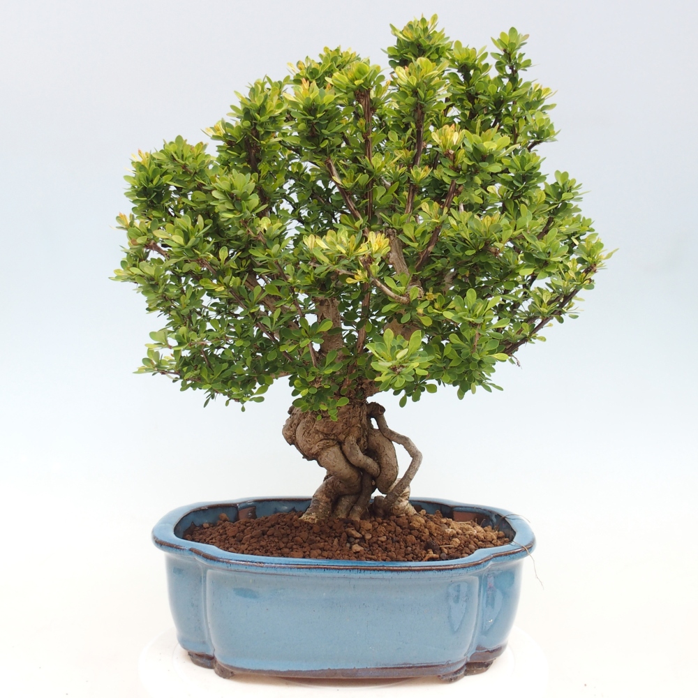Bonsai für draußen - Berberis coreana