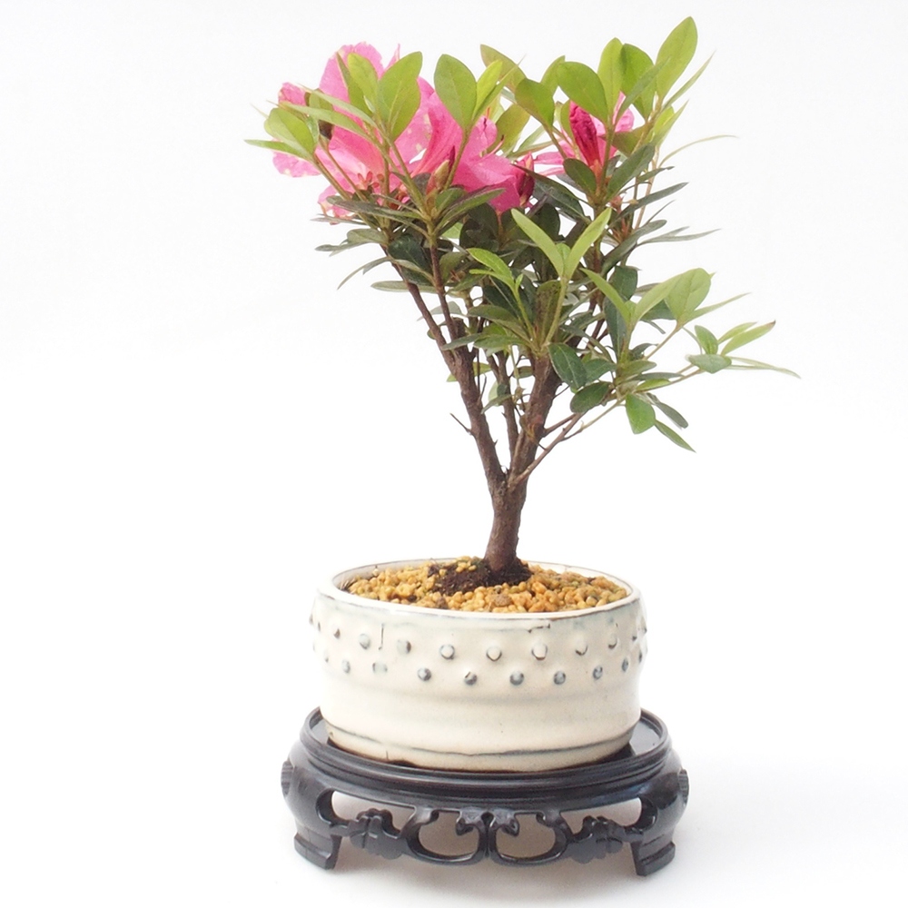 Kunststoff-Bonsai-Tisch rund 14,5 x 14,5 x 4 cm, Farbe schwarz