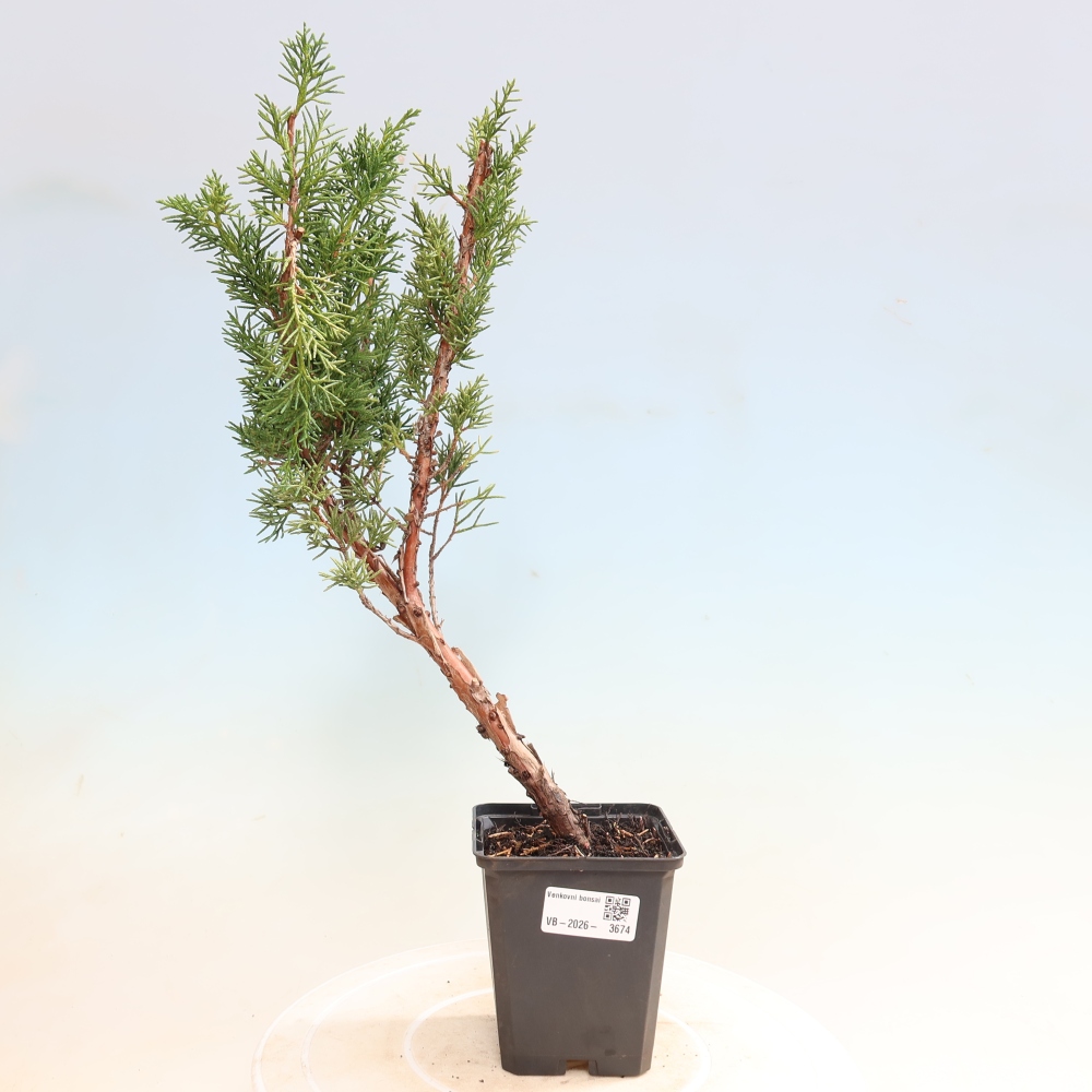 Bonsai für draußen - Juniperus chinensis Kishu