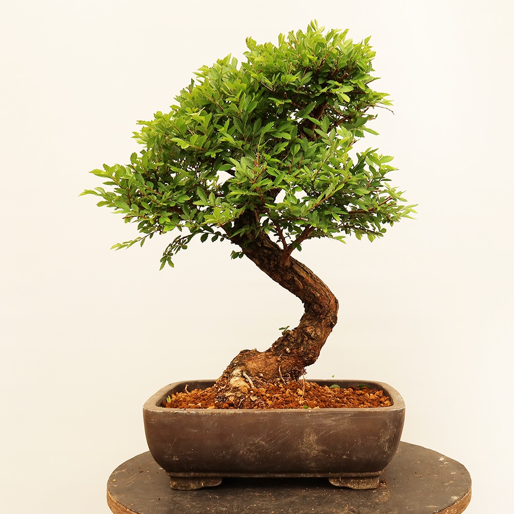 Bonsai für draußen - Zelkova - Zelkova NIRE
