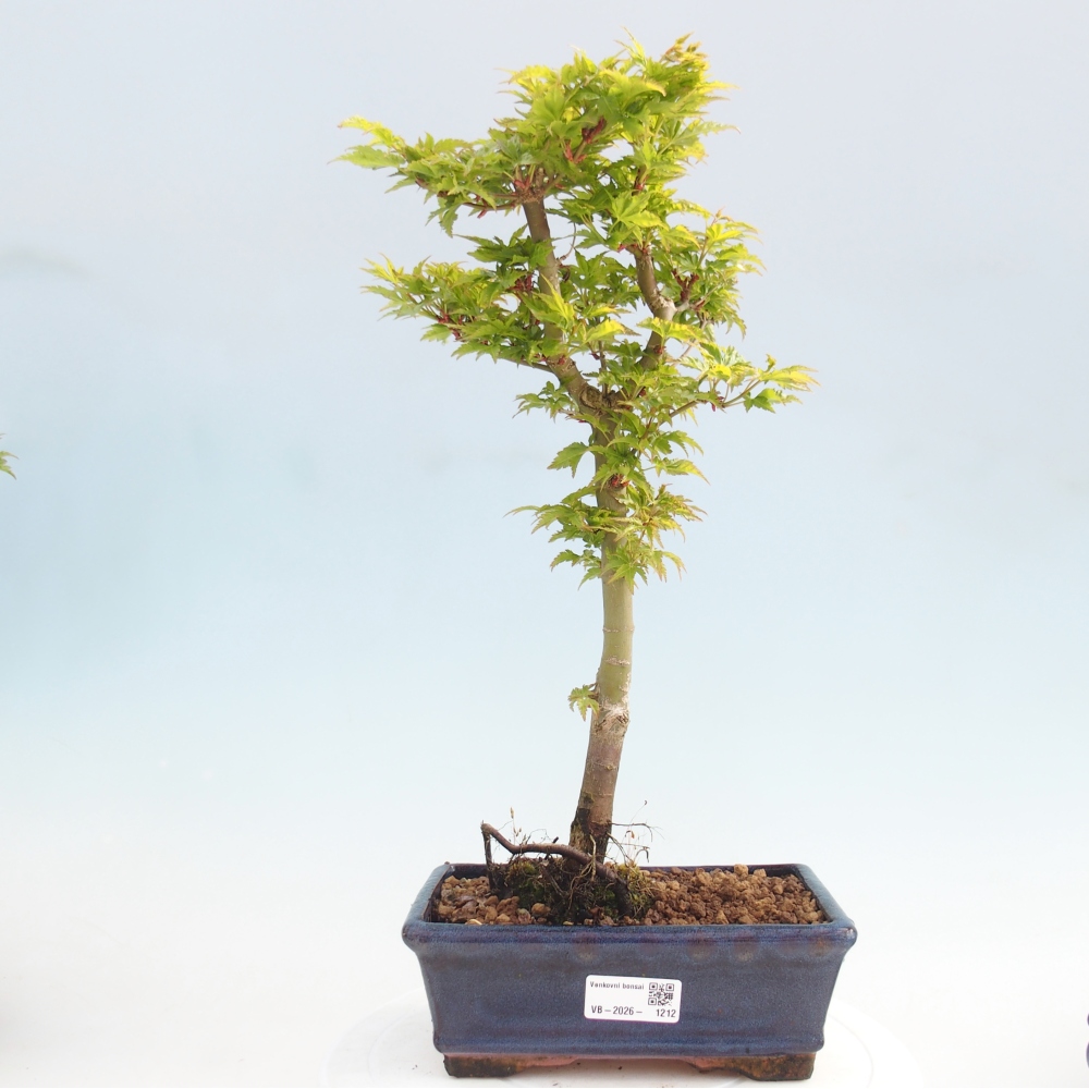 Bonsai für draußen -Javor-Palme Acer palmatum Shishigashira
