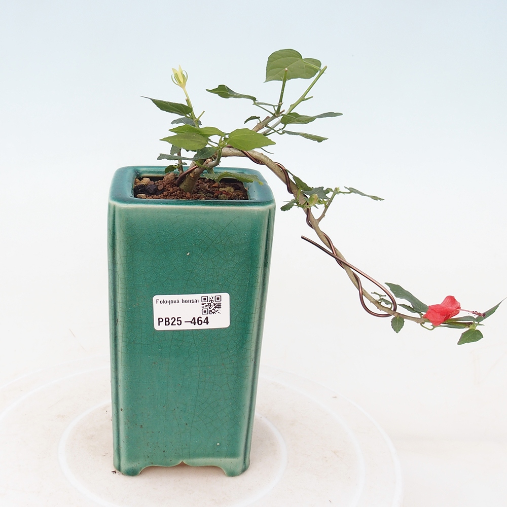 Zimmerbonsai - Malvaviscus arboreus