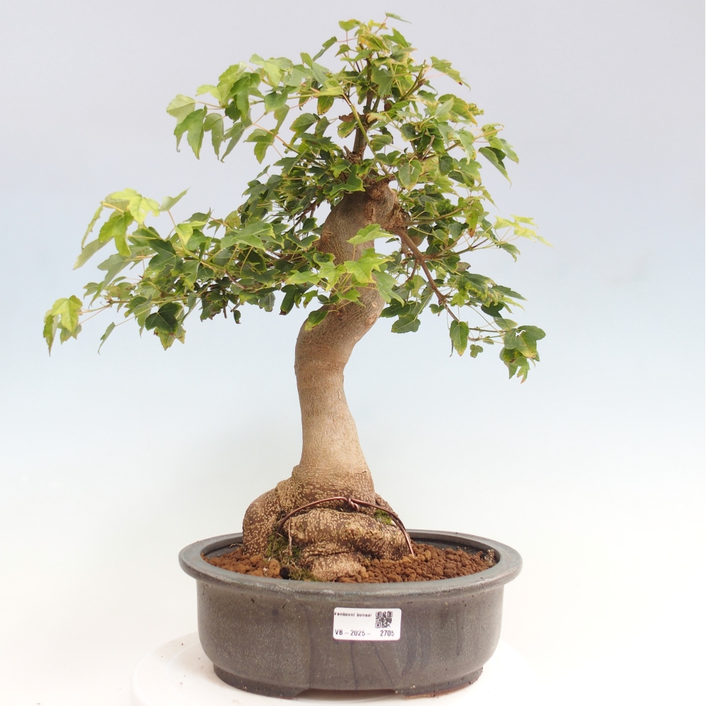 Bonsai für draußen - Acer Buergerianum - Bergahorn