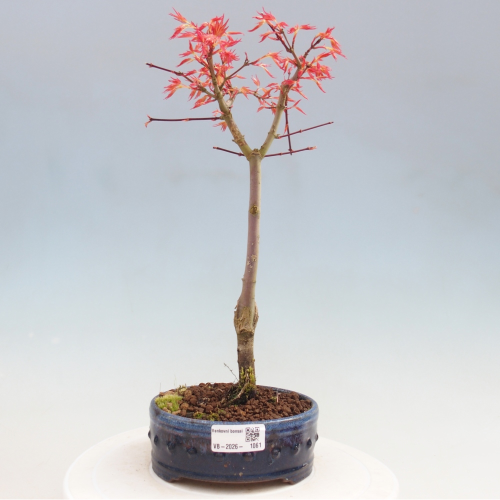 Spitzahorn - Acer palmatum Beni Tsukasa