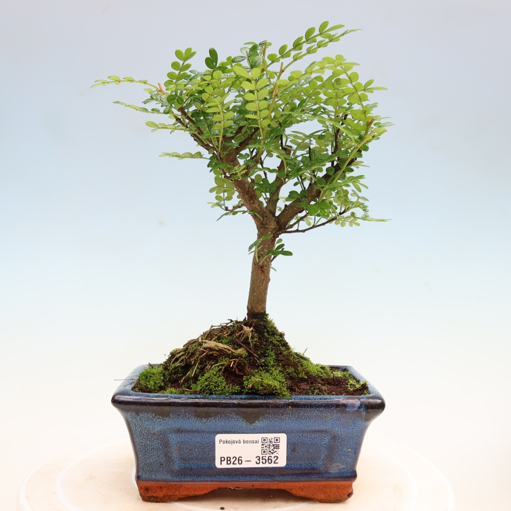 Zimmer Bonsai - Zantoxylum piperitum - Pfefferbaum