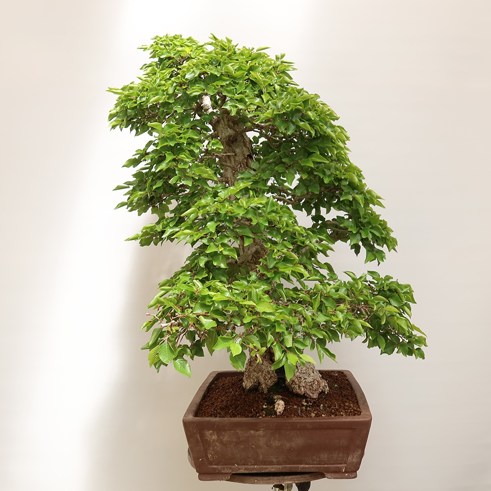 Bonsai für draußen - Karpinus Coreana - Koreanische Hainbuche