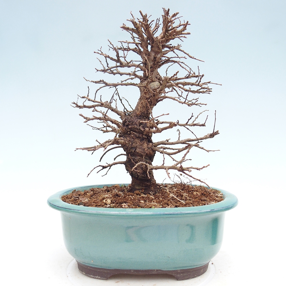 Bonsai für draußen - Zelkova - Zelkova NIRE