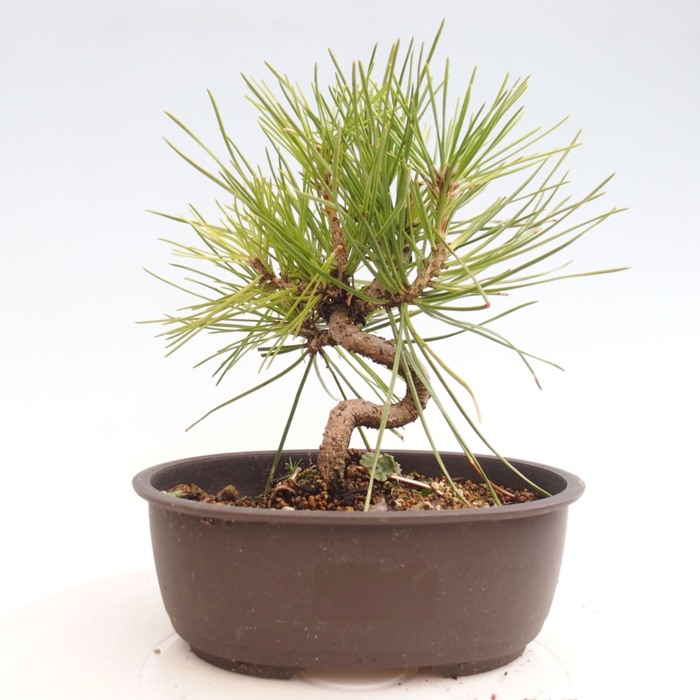 Bonsai für draußen - Pinus thunbergii - Thunberg-Kiefer