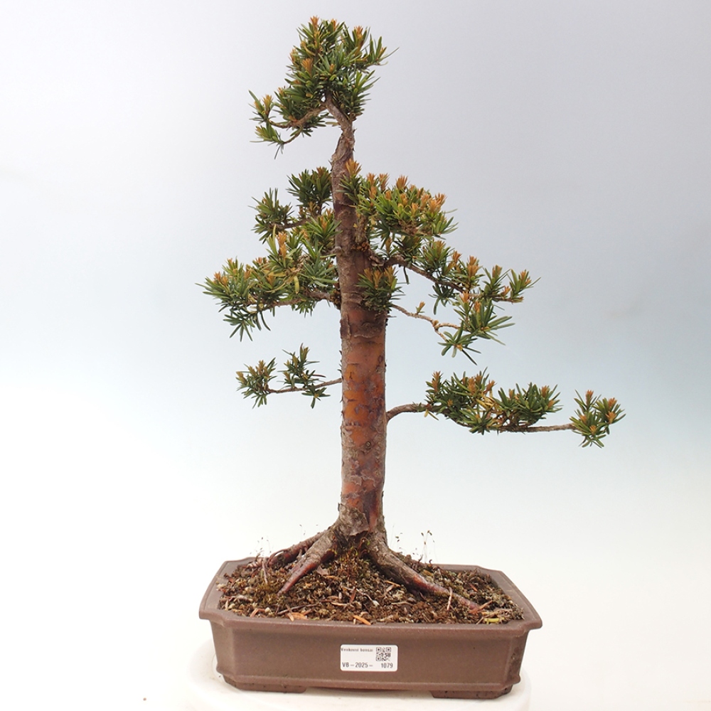 Bonsai für draußen - Taxus cuspidata - Japanische Eibe