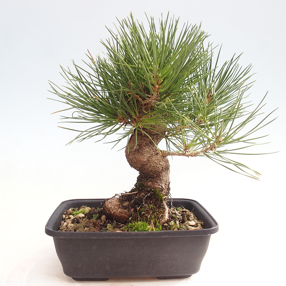 Bonsai für draußen - Pinus thunbergii - Thunberg-Kiefer