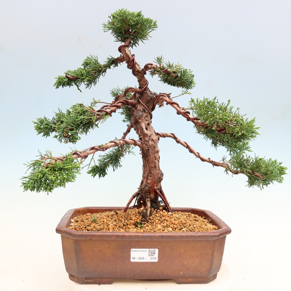 Bonsai für draußen - Juniperus chinensis Kishu