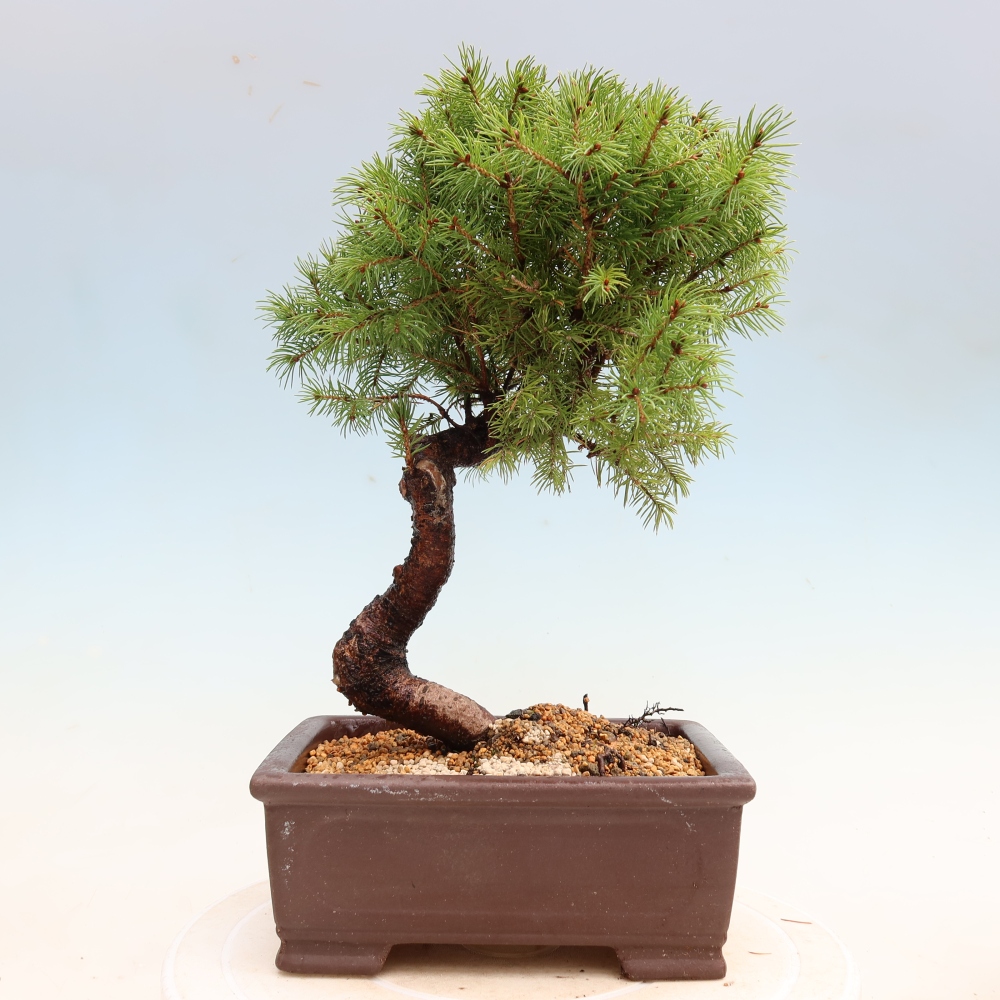 Bonsai für den Außenbereich – Graufichte – Picea glauca Globe